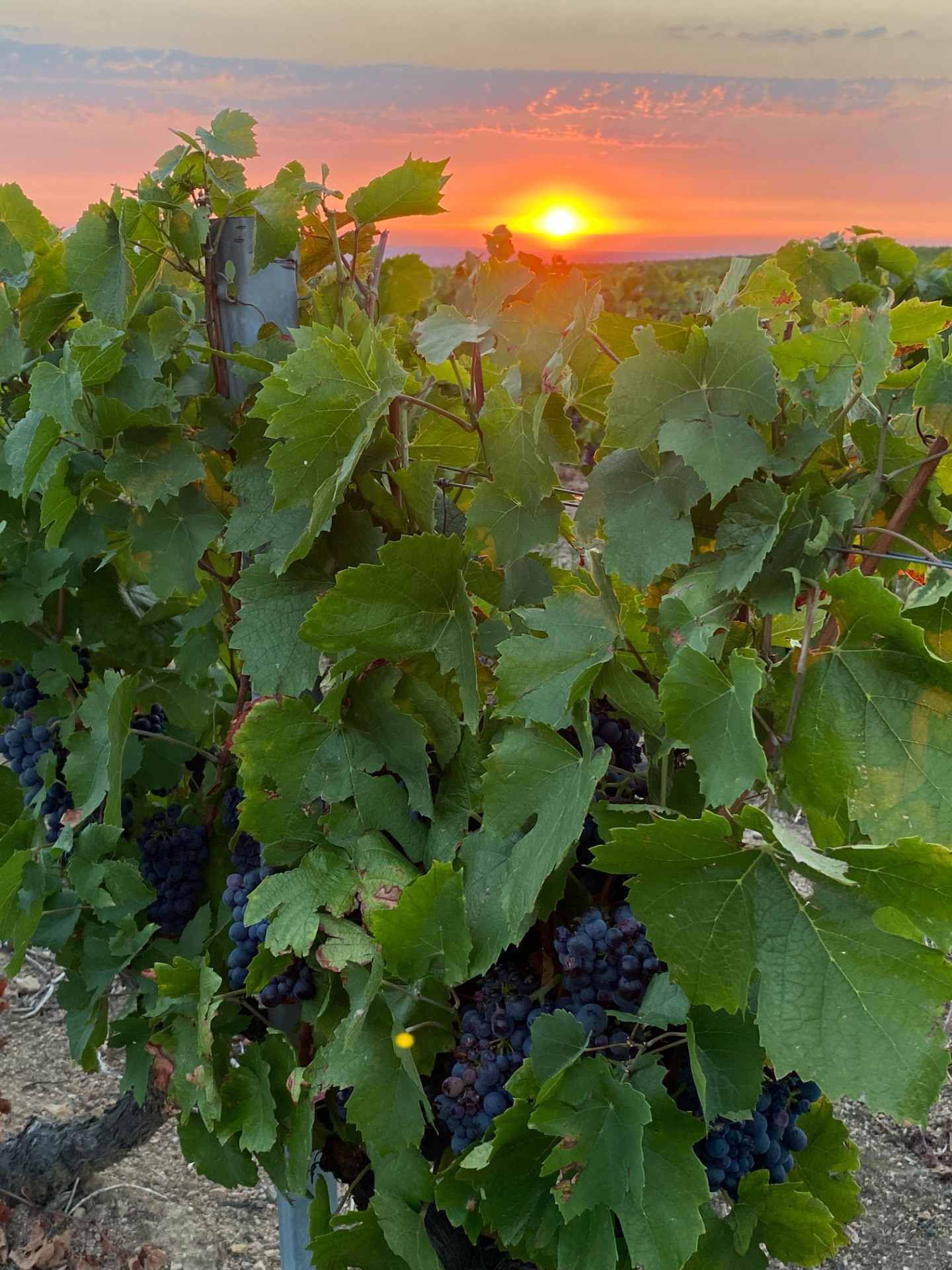 Vendanges 2025