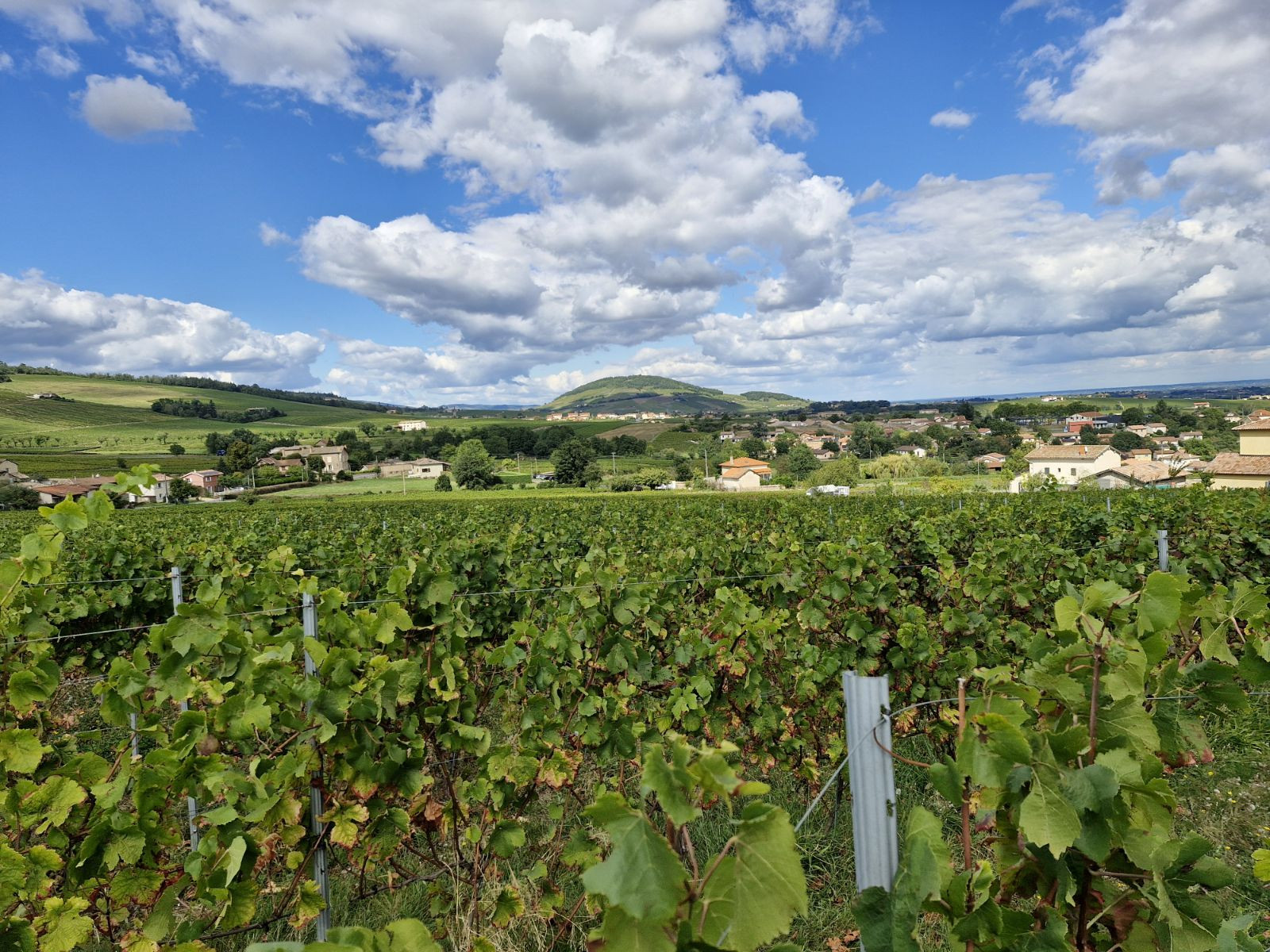Vendanges 2024