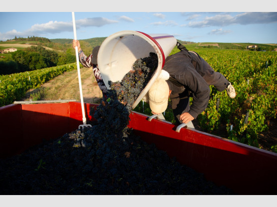 Un hotteur au travail à Brouilly