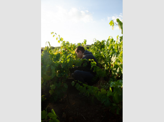 Vendangeur accroupi dans nos vieilles vignes des Jacquets pour reposer son dos endolori...