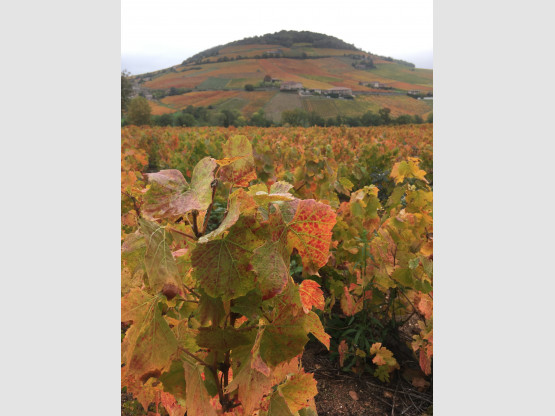 Mont Brouilly depuis nos vignes des Jacquets