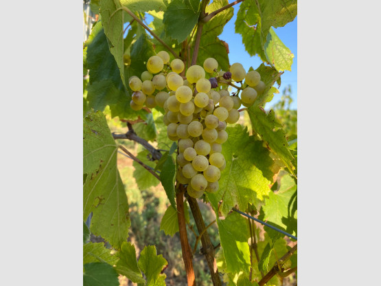 Vendanges 2025
