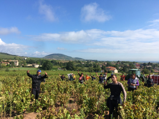 Vendanges 2021 chez Nicolas Boudeau