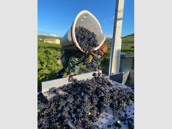 Vendanges 2024