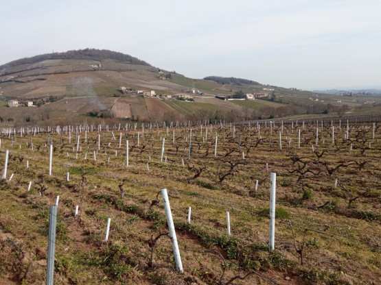 Labour de printemps