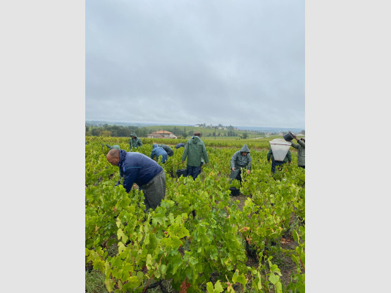 Vendanges 2025