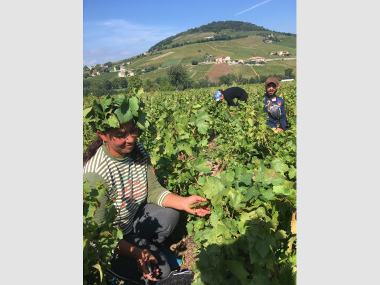 Vendanges 2021 chez Nicolas Boudeau