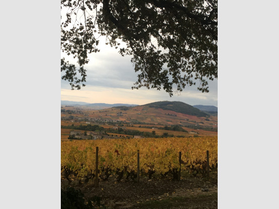 Mont Brouilly depuis la Côte du Py de Morgon