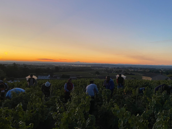 Vendanges 2025