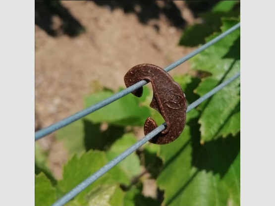 Relevage des vignes palissées