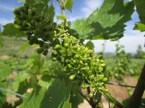 La vigne est en fleur !