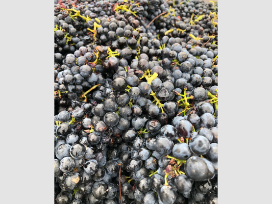 Vendanges 2022