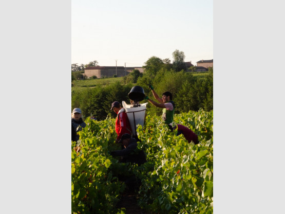 L&#039;art de savoir vider son seau de gamay dans la hotte du