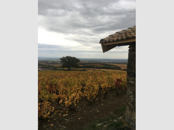 Automne 2020 en Terre des Brouilly