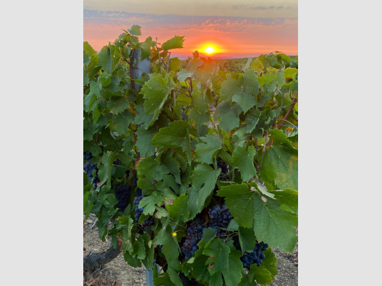 Vendanges 2025
