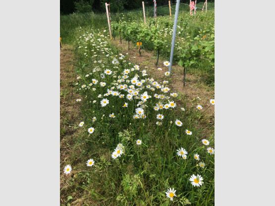 Enherbement naturel dans nos vignes sur le lieu-dit Jacquets