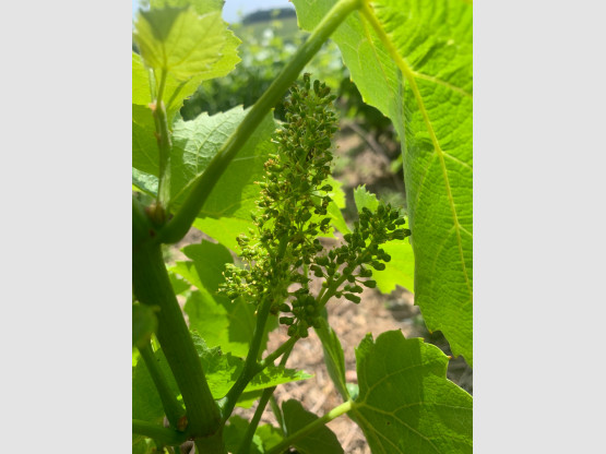 Les vignes sont en fleur au Domaine Nicolas Boudeau