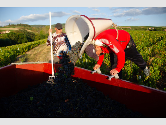 Les Vendanges 2020 au Domaine Nicolas Boudeau