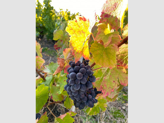 Vendanges 2024