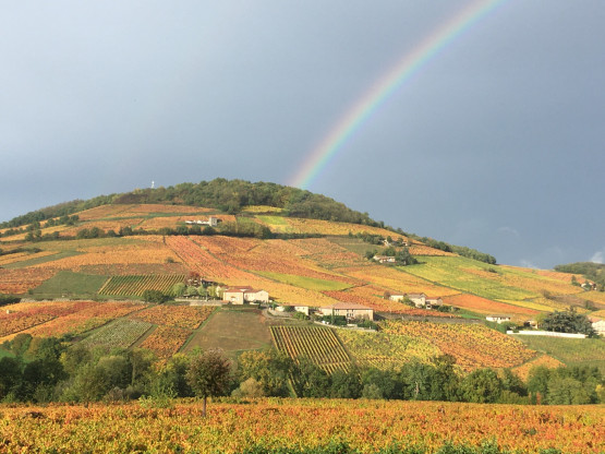 Automne 2020 en Terre des Brouilly