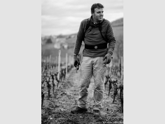 La Taille de la vigne en Terre des Brouilly