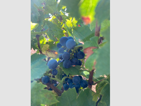 Vendanges 2025