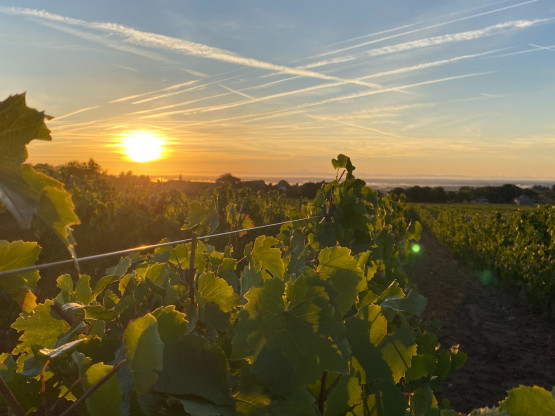 Vendanges 2025