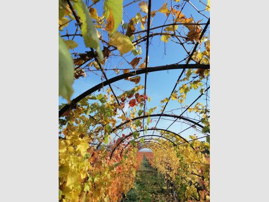 Automne 2020 en Terre des Brouilly