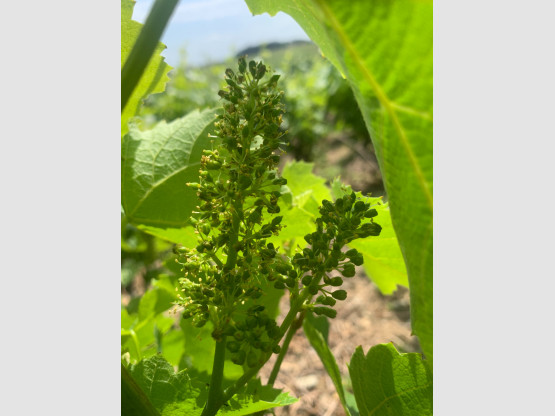 Les vignes sont en fleur au Domaine Nicolas Boudeau