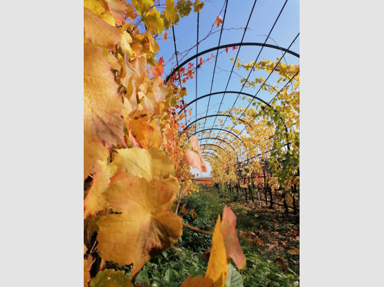 Tonnelle située dans nos vignes de Pierreux