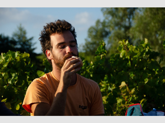 Les Vendanges 2020 au Domaine Nicolas Boudeau