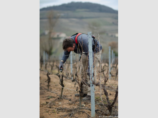 La Taille de la vigne en Terre des Brouilly