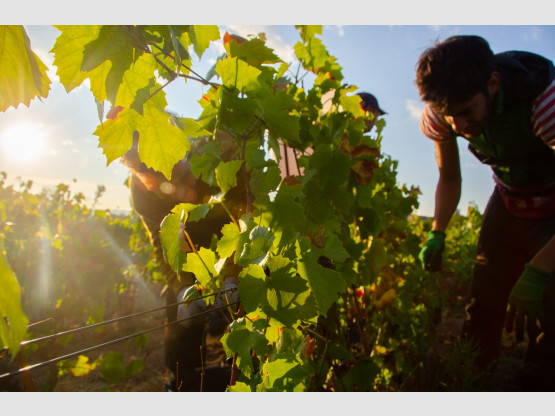 Les Vendanges 2020 au Domaine Nicolas Boudeau