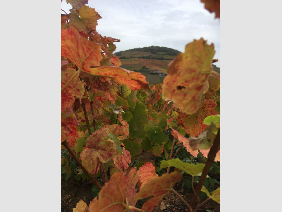 Automne 2020 en Terre des Brouilly