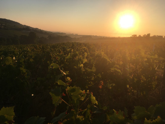 Vendanges 2021 chez Nicolas Boudeau