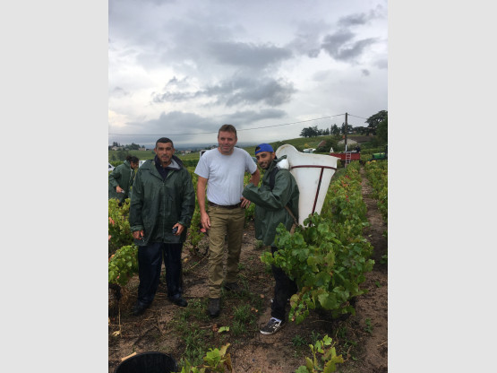 Vendanges 2021 chez Nicolas Boudeau