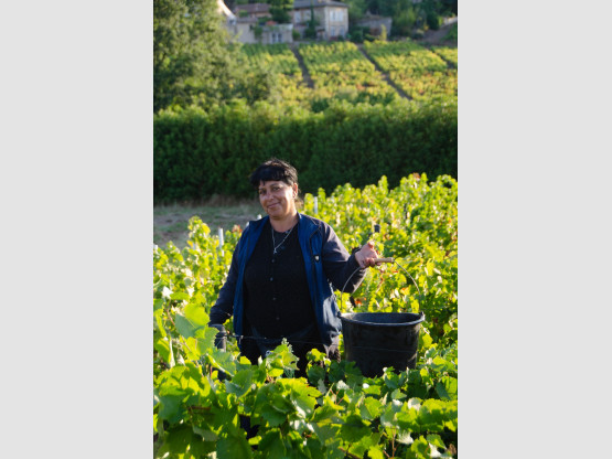 Une vendangeuse épanouie dans nos vignes de Côte de Brouilly