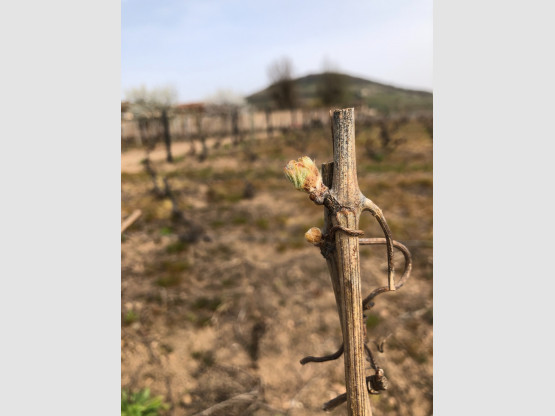 1er Avril 2022 vu par Nicolas Boudeau en Terre des Brouilly depuis les vignes des Jacquets