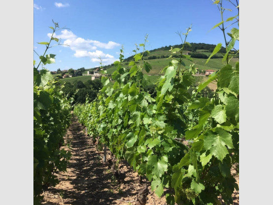 Relevage des vignes palissées