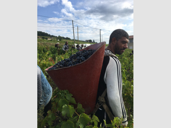 Vendanges 2021 chez Nicolas Boudeau