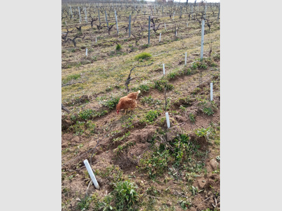 Labour de printemps