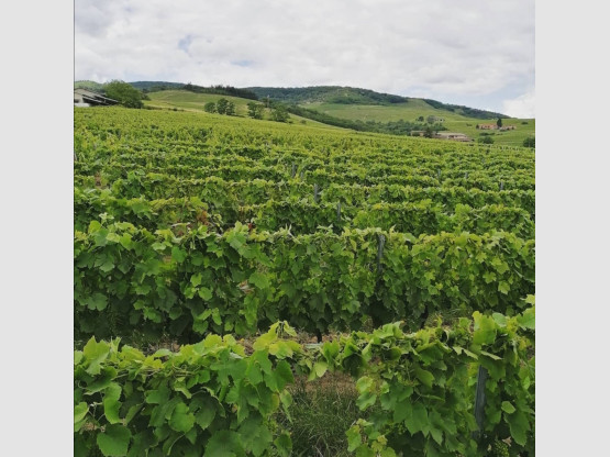 Tressage des vignes palissées