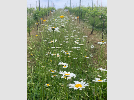 Enherbement naturel dans nos vignes sur le lieu-dit Jacquets