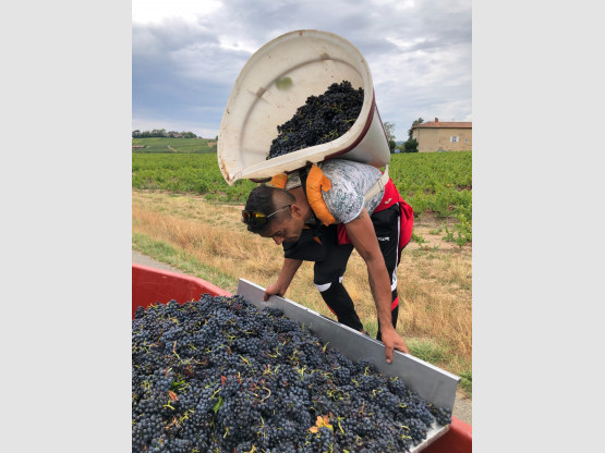 Vendanges 2022