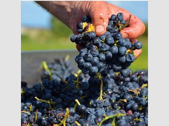 Début des Vendanges 2020