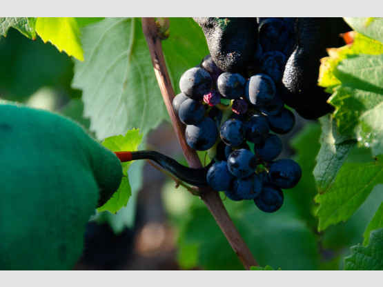 La serpette : outil traditionnel du vendangeur en Beaujolais