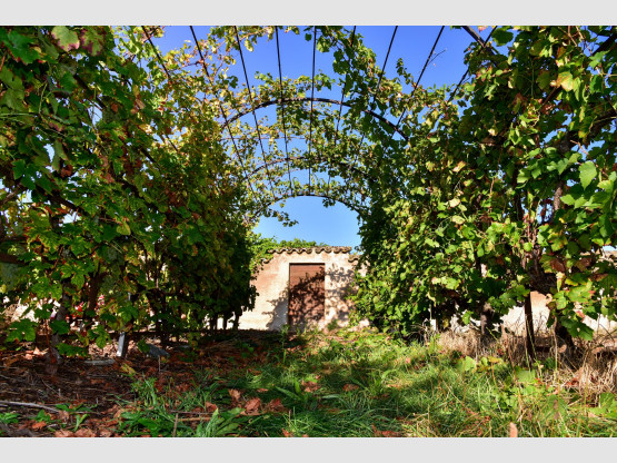 Vendanges 2023