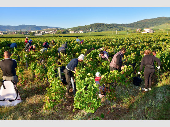 Vendanges 2023