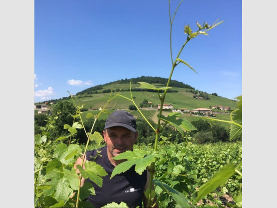 Relevage des vignes palissées