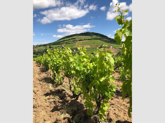 Travail du sol sur nos vignes des Jacquets !